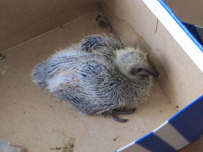 Uccello recuperato